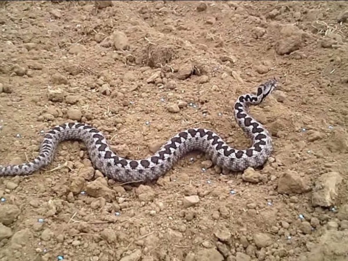 Σύρος: 13χρονος νοσηλεύεται σε σοβαρή κατάσταση μετά από δάγκωμα οχιάς (video)