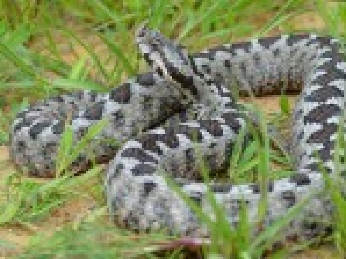 Σύρος: 13χρονος νοσηλεύεται στο νοσοκομείο σε σοβαρή κατάσταση μετά από δάγκωμα οχιάς