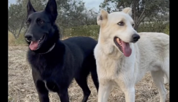 sok-sti-naxo-dio-skilia