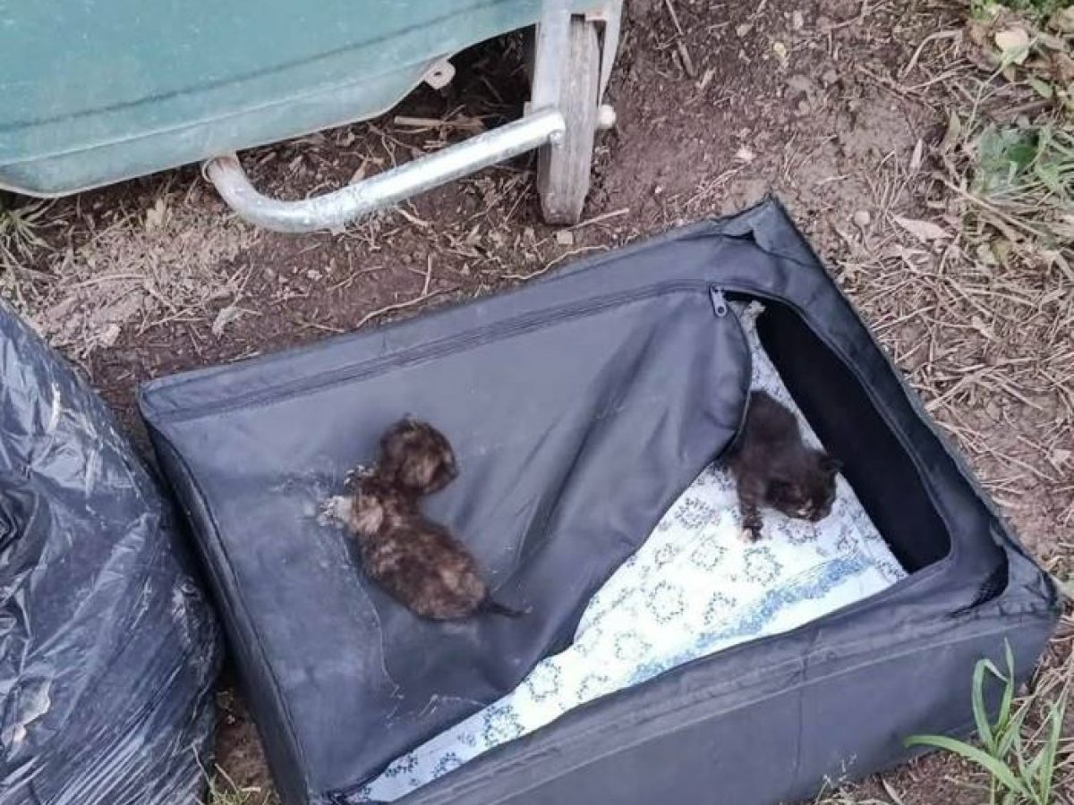 Σοκ στη Ραφήνα: Εγκατάλειψη νεογέννητων γατιών σε βαλίτσα – Αγώνας δρόμου για τη διάσωσή τους