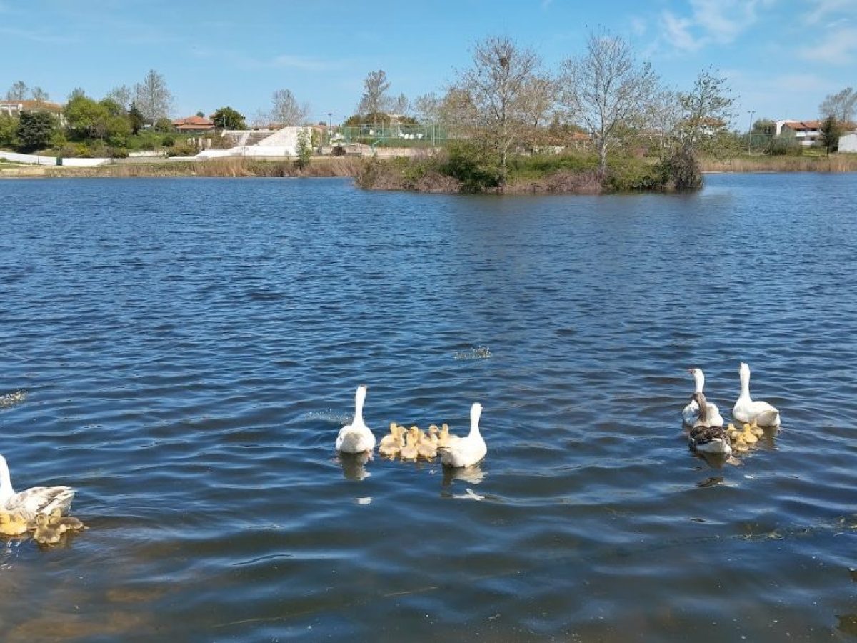 Σουφλί: Δίκτυο μονοπατιών στο δάσος Δαδιάς, το Απολιθωμένο Δάσος και τη Λίμνη Τυχερού