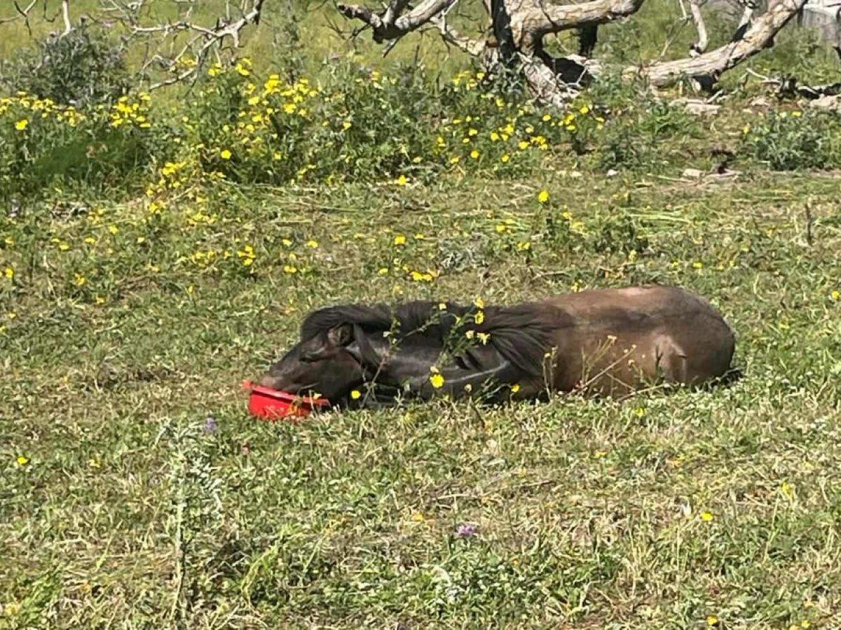 Σοβαρή καταγγελία στα Μαυράτα: Άλογο εντοπίστηκε τραυματισμένο από οπλο – Έκκληση για άμεση παρέμβαση