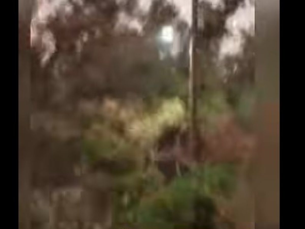 Σπινθήρες σε κολώνα της ΔΕΗ από τον δυνατό αέρα στο δάσος Αγίου Νεκταρίου Κω