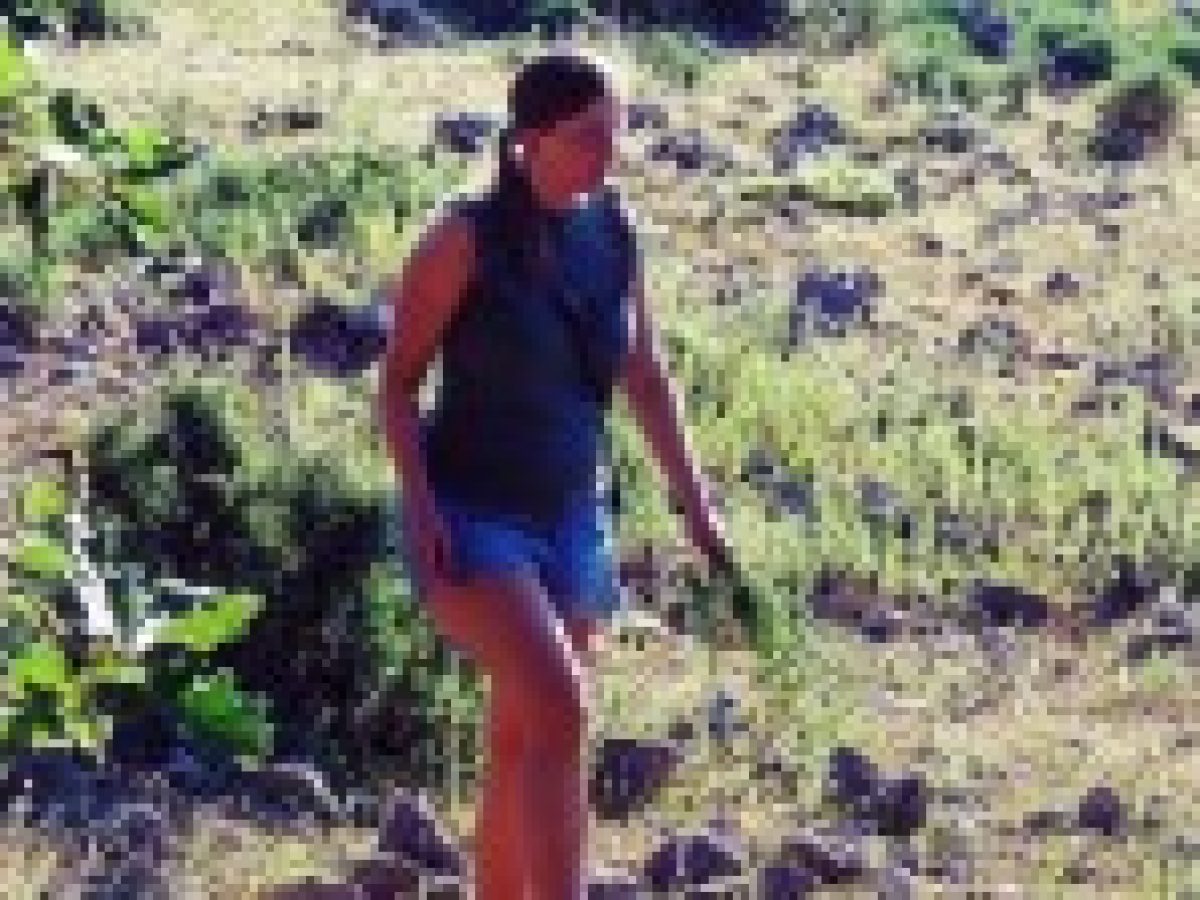 Στο στόχαστρο η ανεξέλεγκτη συλλογή ρίγανης – Νέα ρύθμιση από το Δασαρχείο Λευκάδας