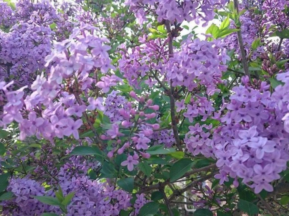 «Θε μου Πρωτομάστορα μέσα στις πασχαλιές και Συ…»