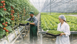 thermokipia-idroponias-sti-ditiki-makedonia