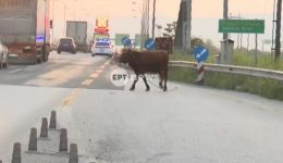 thessaloniki-&Alpha;gelada-vgike-stin-p&Alpha;the