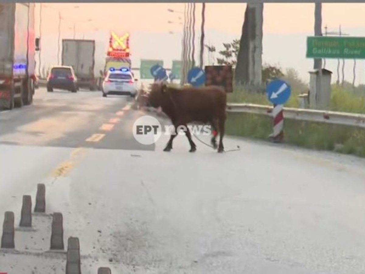 Θεσσαλονίκη: Αγελάδα βγήκε στην ΠΑΘΕ και προκάλεσε κυκλοφοριακό χάος (ΒΙΝΤΕΟ)