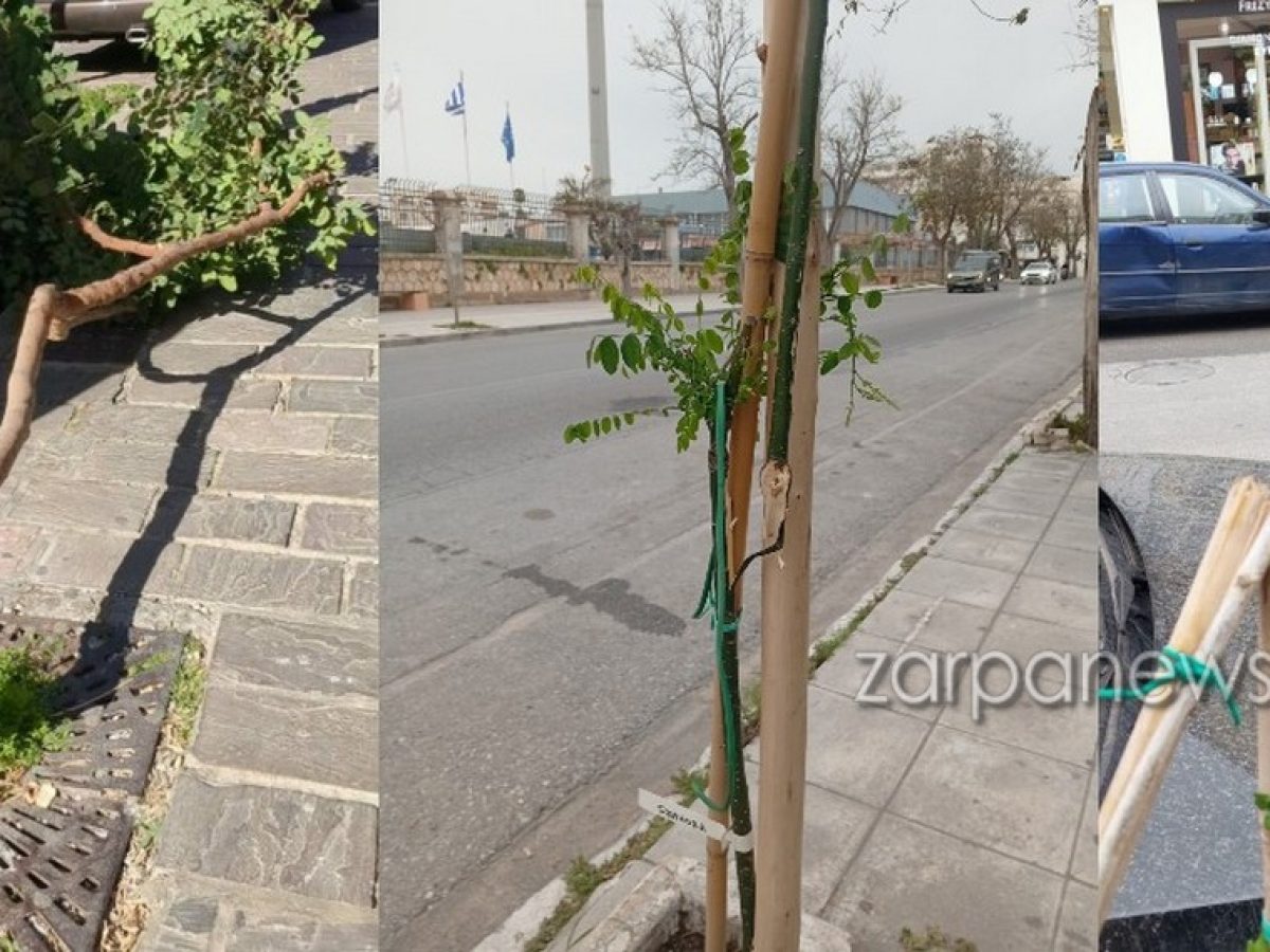 Τι συμβαίνει με τα δέντρα στα Χανιά; Καθημερινό φαινόμενοι οι βανδαλισμοί – Καταγγελίες ότι κόβονται για τραπεζοκαθίσματα | Photos