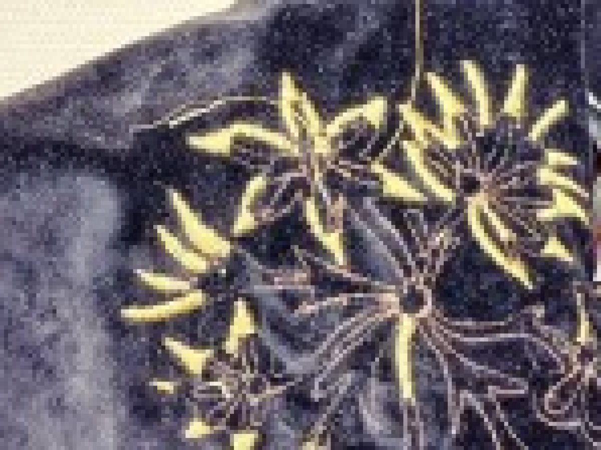 Το φεσάκι της νύφης και η τέχνη που επιμένει