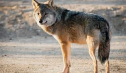 to-lathos-pou-ferni-likous