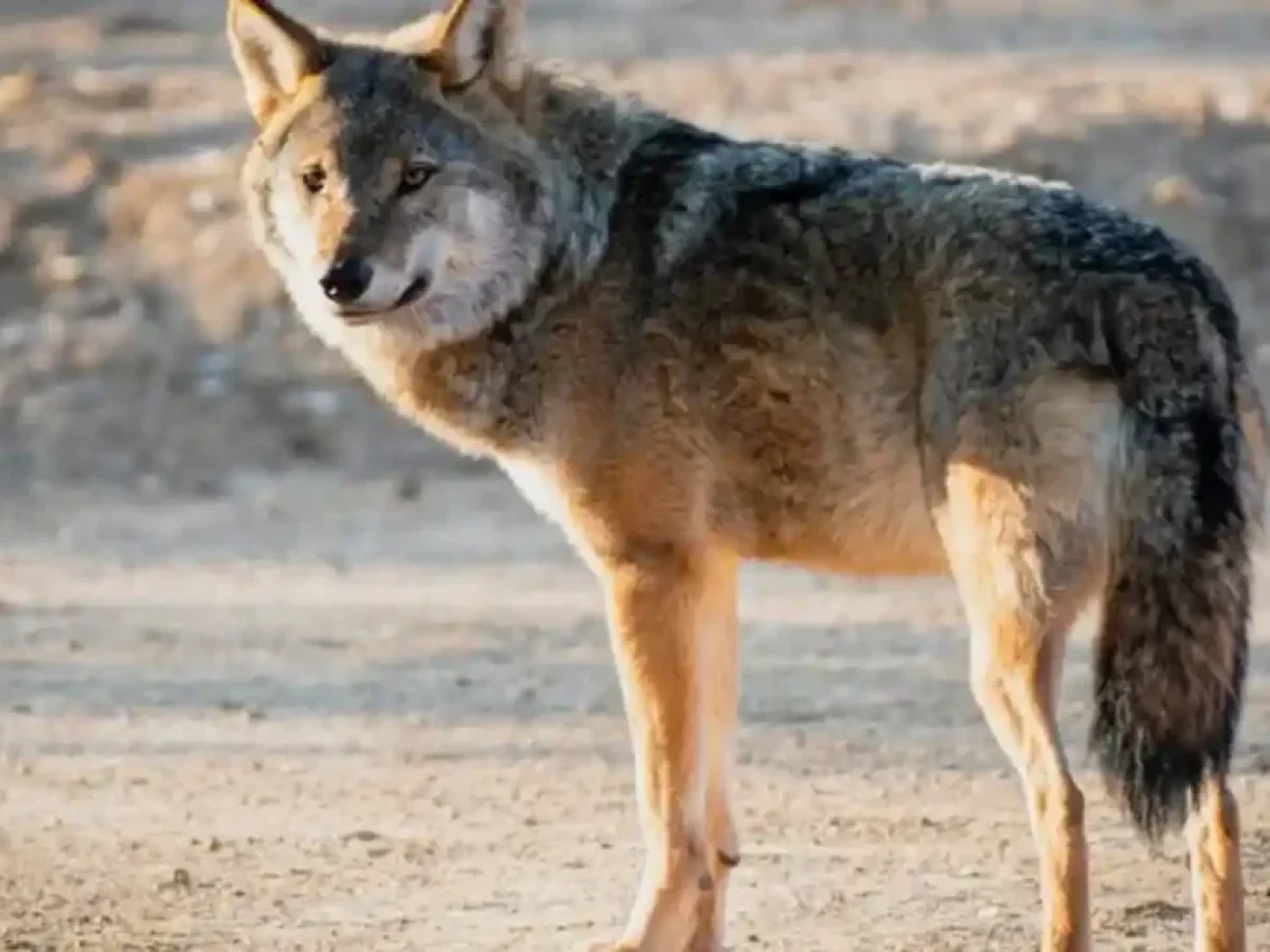 Το λάθος που φέρνει λύκους και αγριογούρουνα στις αυλές μας: Ηχηρό «καμπανάκι» από το Δασαρχείο Πάρνηθας