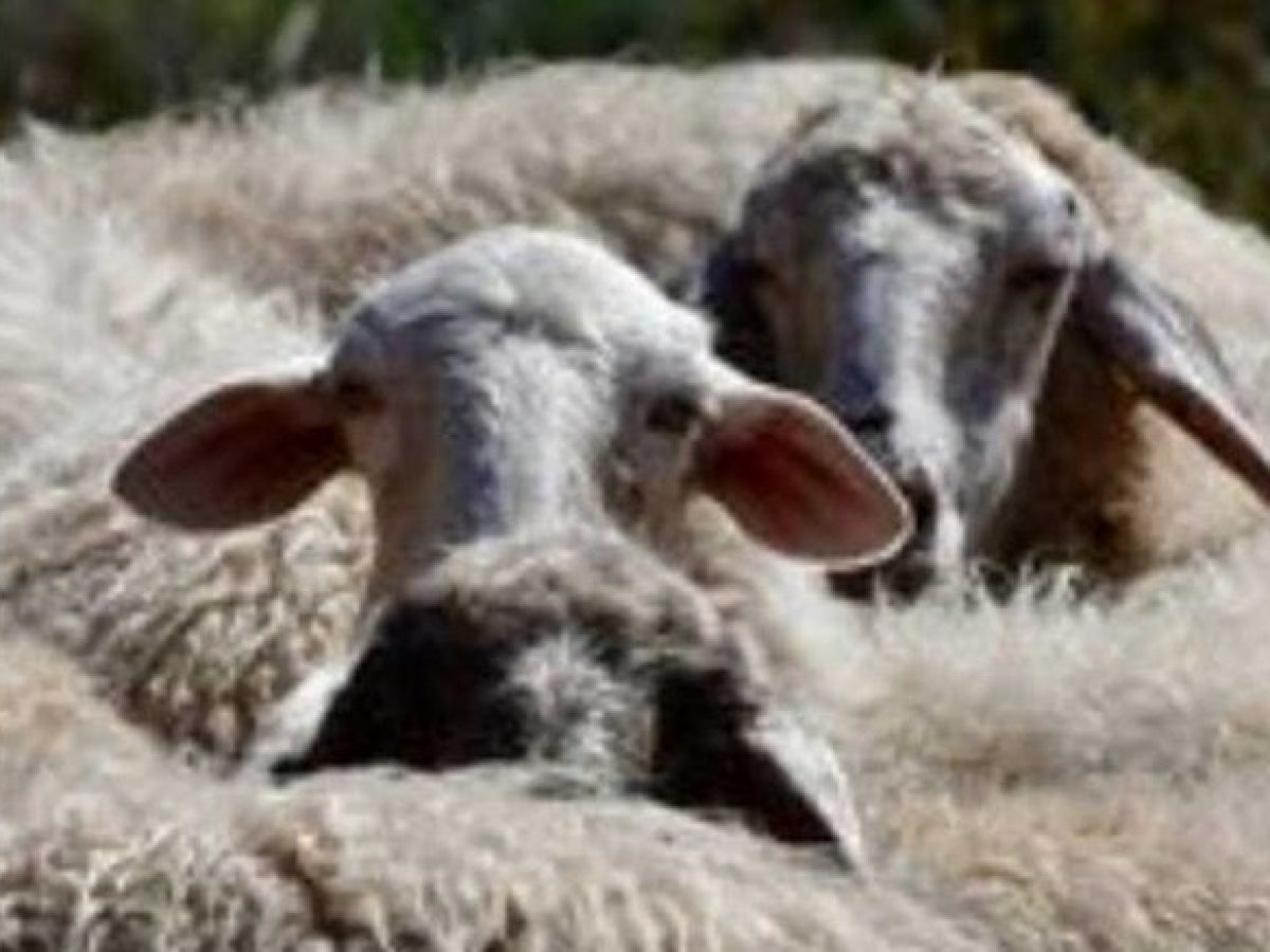 Τον έκαναν “τσακωτό” στην 111 να μεταφέρει παράνομα αμνοερίφια παρά το απαγορευτικό για την ευλογιά