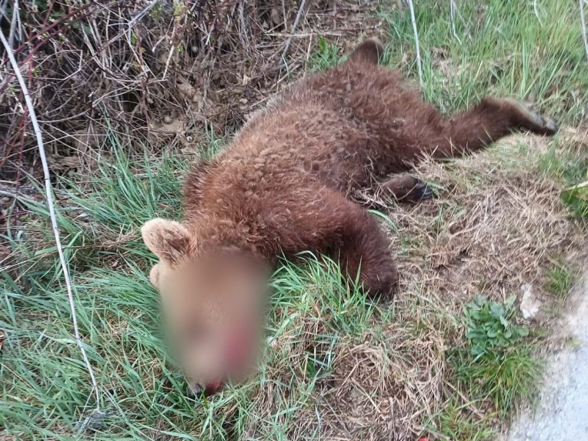 Τροχαίο με νεκρό αρκουδάκι έξω από το Δροσερό Κοζάνης