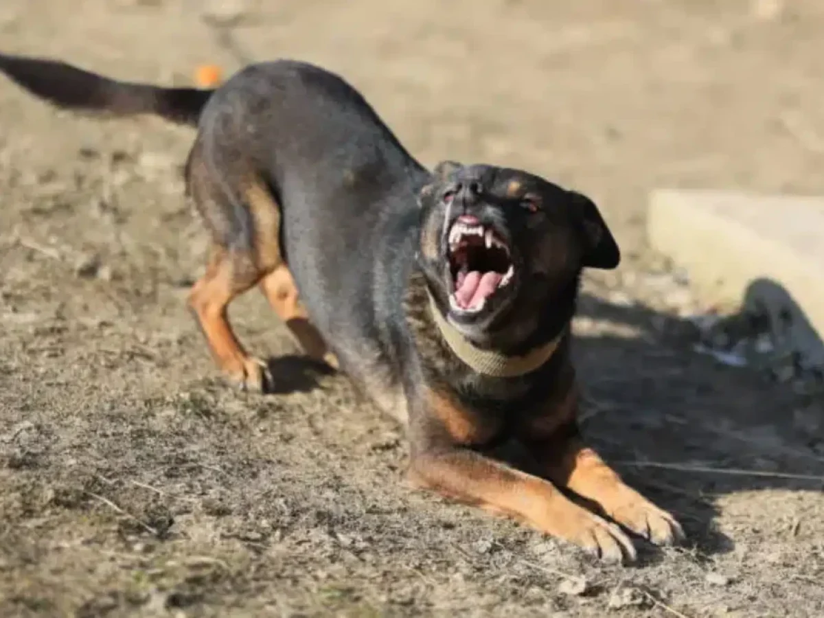Τρόμος για 12χρονο παιδί στη Λάρισα: Το δάγκωσε σκύλος και παραλίγο να πέσει πάνω σε διερχόμενο αυτοκίνητο