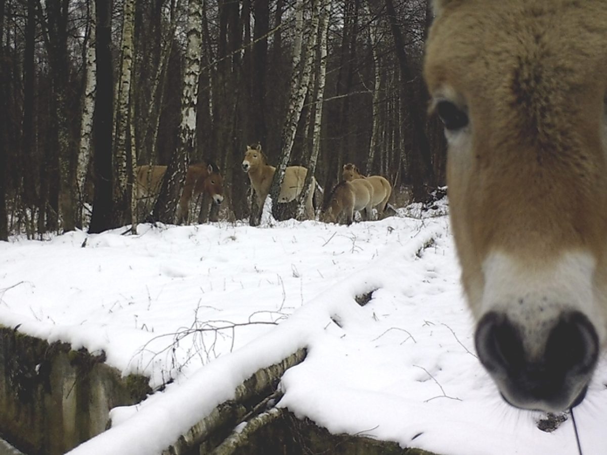 Τσερνόμπιλ 40 χρόνια μετά: Ο άνθρωπος έφυγε, η φύση κατέλαβε το τοπίο