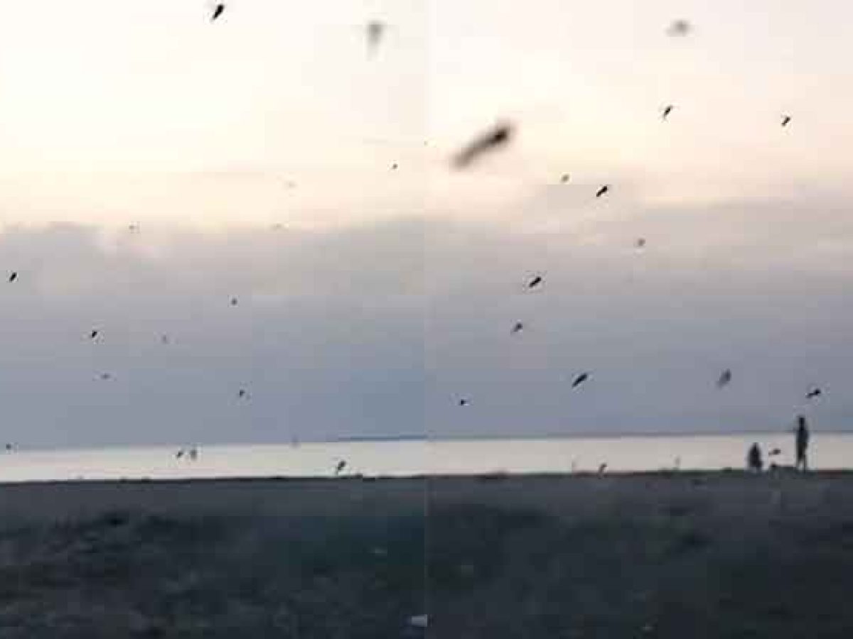 (video) – Κεραμωτή : “Πολιορκία” από κουνούπια – Δεν τολμούν να βγουν από τα αυτοκίνητα