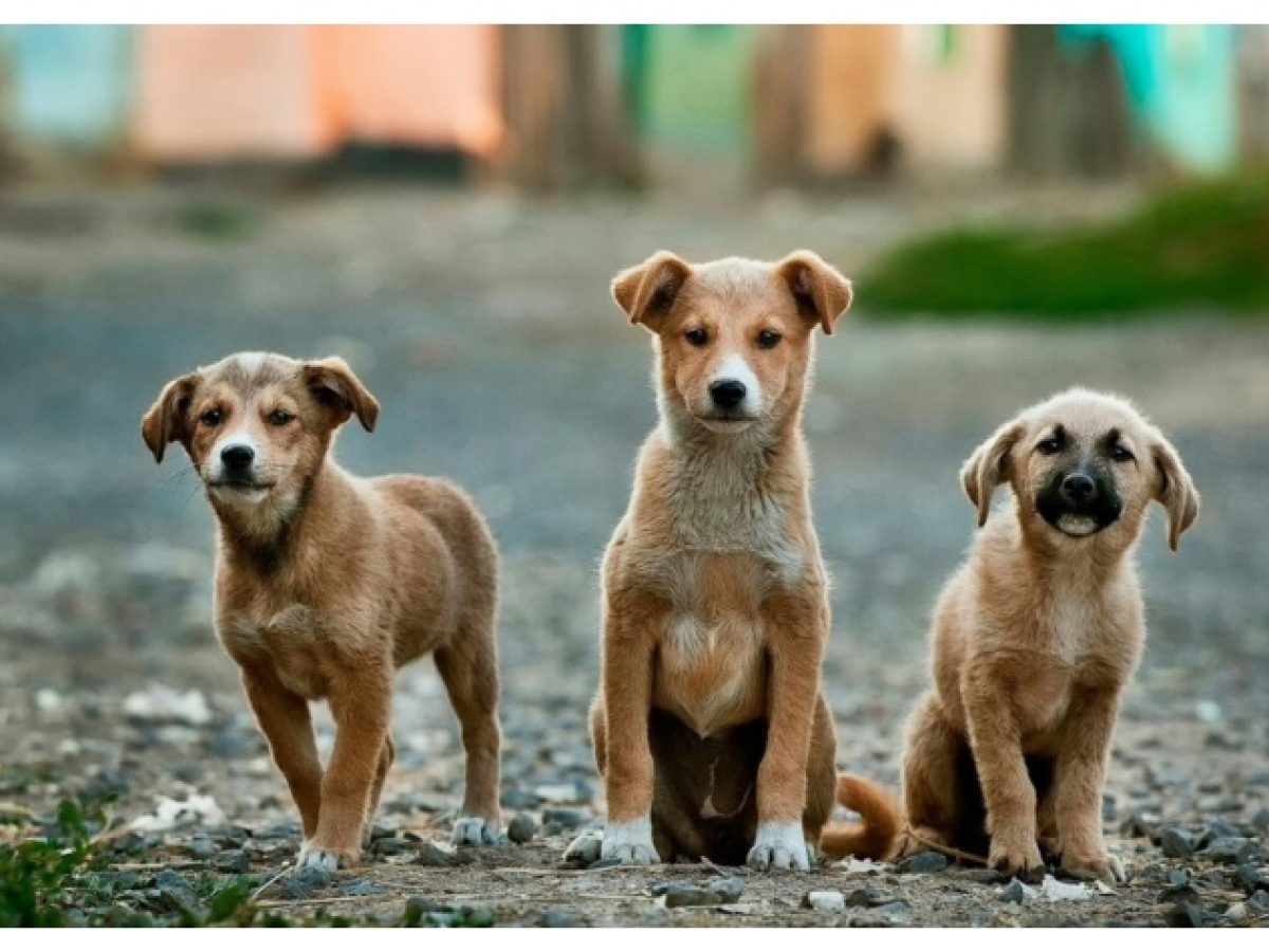 Βλάσσης Σιώμος: «Να αναλογιστούμε όλοι την ευθύνη μας απέναντι στα αδέσποτα ζώα»