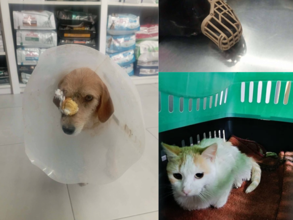 Βόλος: Πυροβολούν αδέσποτα ζώα σε κατοικημένες περιοχές – Καταγγελίες και φόβοι για κλιμάκωση της βίας