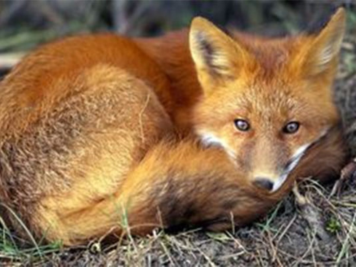 Ξεκινά στις 29 Απριλίου η ρίψη δολωμάτων για τον αντιλυσσικό εμβολιασμό των ζώων της άγριας πανίδας