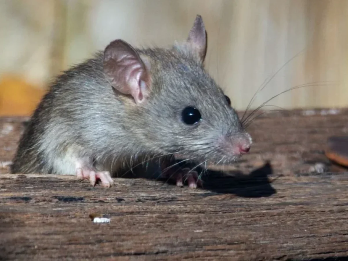 Ζάκυνθος: Τρία κρούσματα λεπτοσπείρωσης και θάνατος 74χρονου