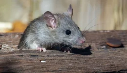 zakinthos-tria-krousmata-leptospirosis-ke