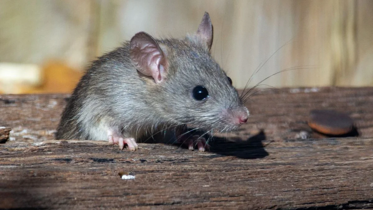 zakinthos-tria-krousmata-leptospirosis-ke