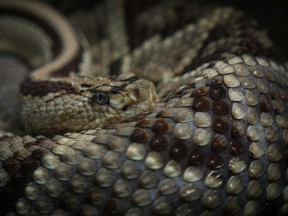 Αγωνία για 13χρονο στη Σύρο: Οχιά τον δάγκωσε