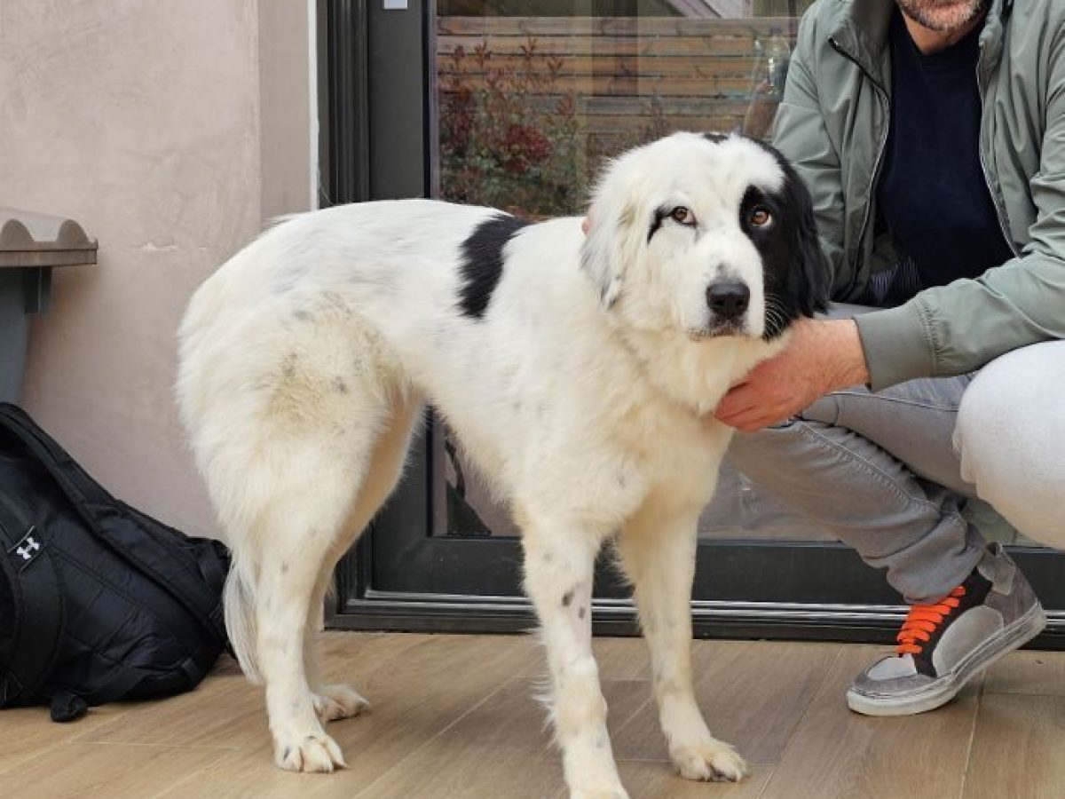 Αγρίνιο: Χάθηκε σκυλάκι – Ο φόβος από τις κροτίδες τρομάζει τα ζώα