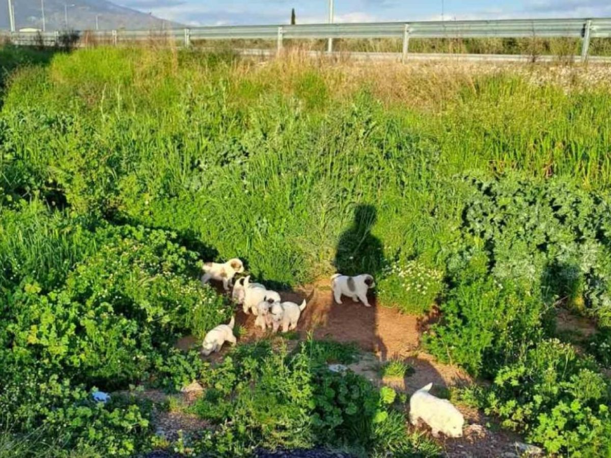 Αγρίνιο: Ούτε ένα, ούτε δύο αλλά… έντεκα κουταβάκια βρέθηκαν παρατημένα στην Αβόρανη
