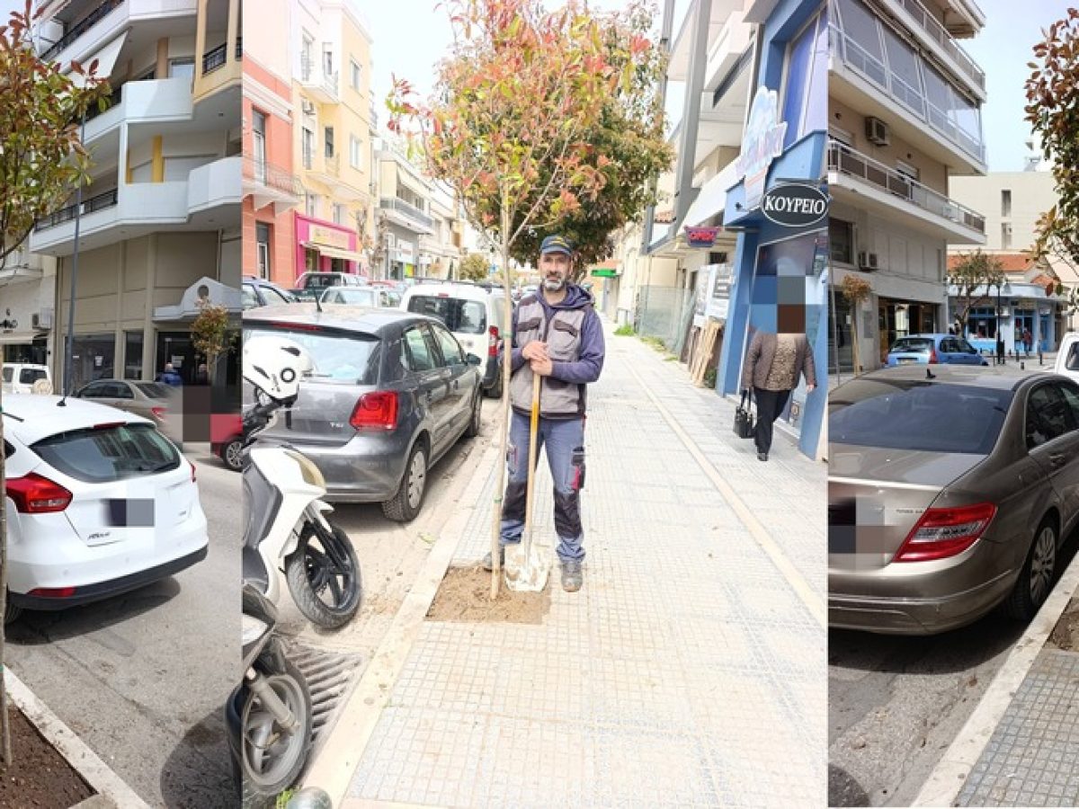 Αλεξανδρούπολη: Φύτεμα νέων δέντρων σε κενές δενδροδόχους σε κεντρικά σημεία πόλης