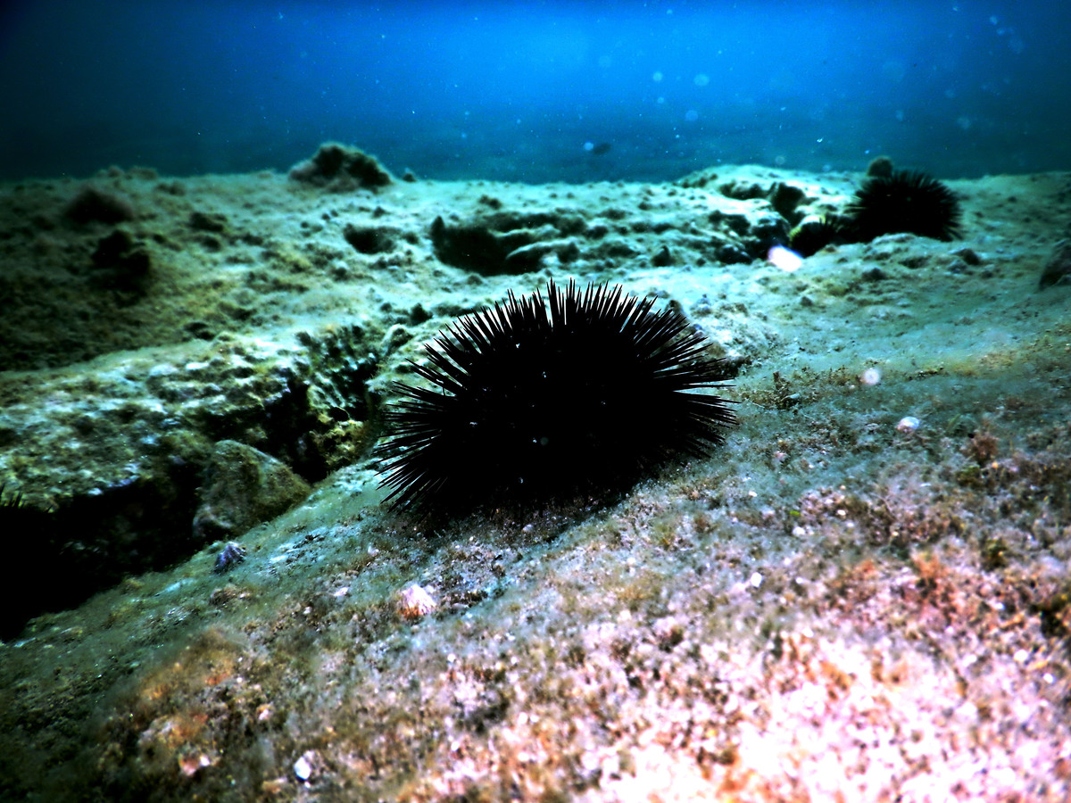 Αlexandroupoli-i-paranomi-aliia-plitti-1