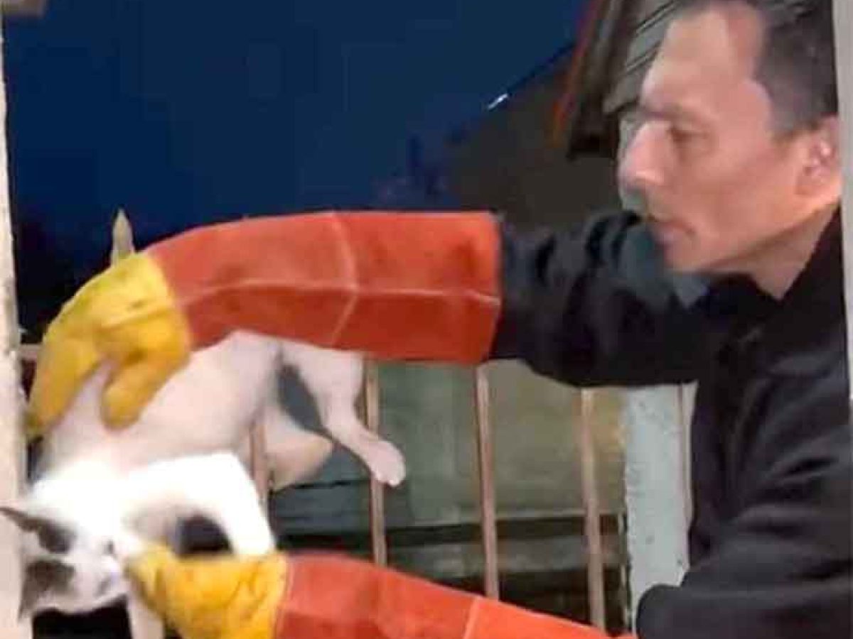 Αμυγδαλεώνας Καβάλας :  Αδέσποτο γατάκι καρφώθηκε σε κάγκελο – Σώθηκε στο «παρά πέντε»