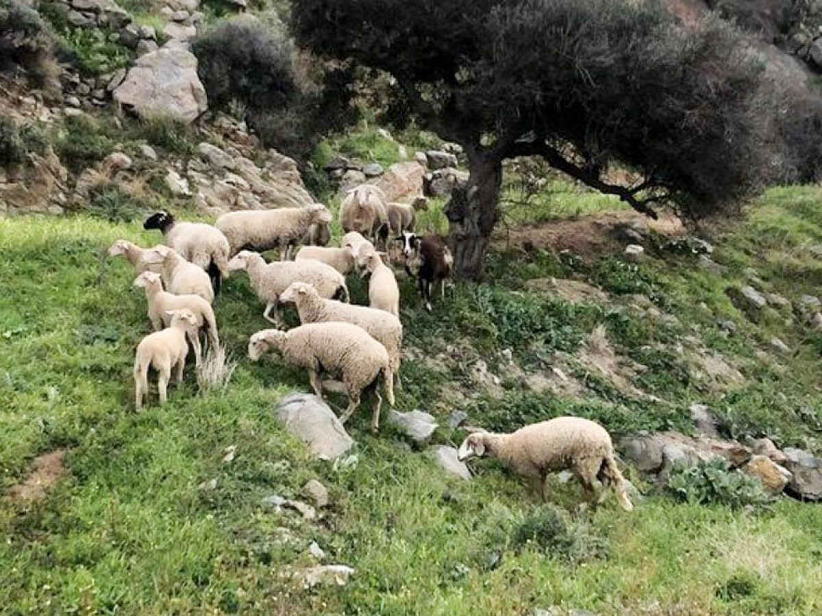 Αμοργός: Αφιέρωμα στο Dairy News για την προβατοτροφία και τη συνεργασία με το Γεωπονικό Πανεπιστήμιο