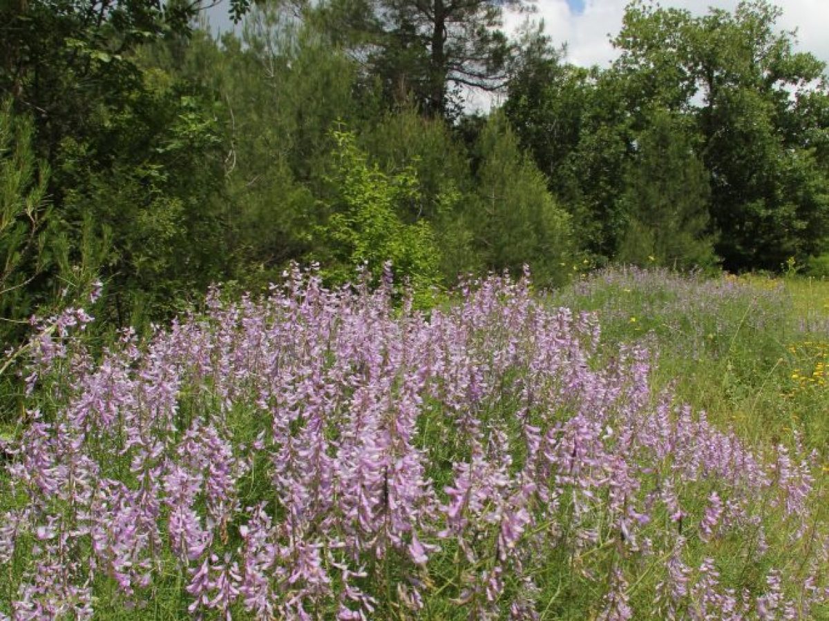 Ανακαλύπτοντας ξανά τον Έβρο τις «Κυριακές στην Φύση» με την Εταιρεία Προστασίας Βιοποικιλότητας Θράκης