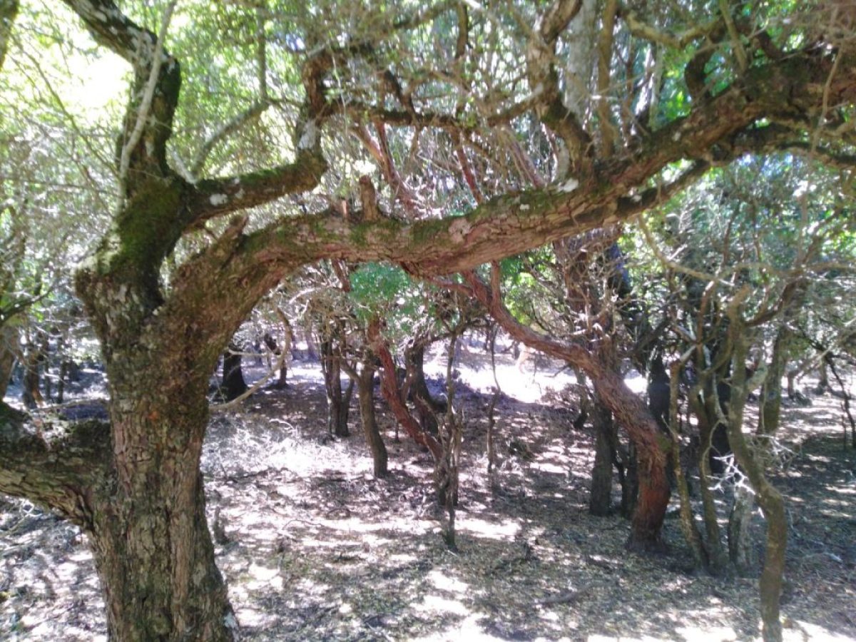 Ανασύρθηκε άνδρας χωρίς τις αισθήσεις του στην Ικαρία