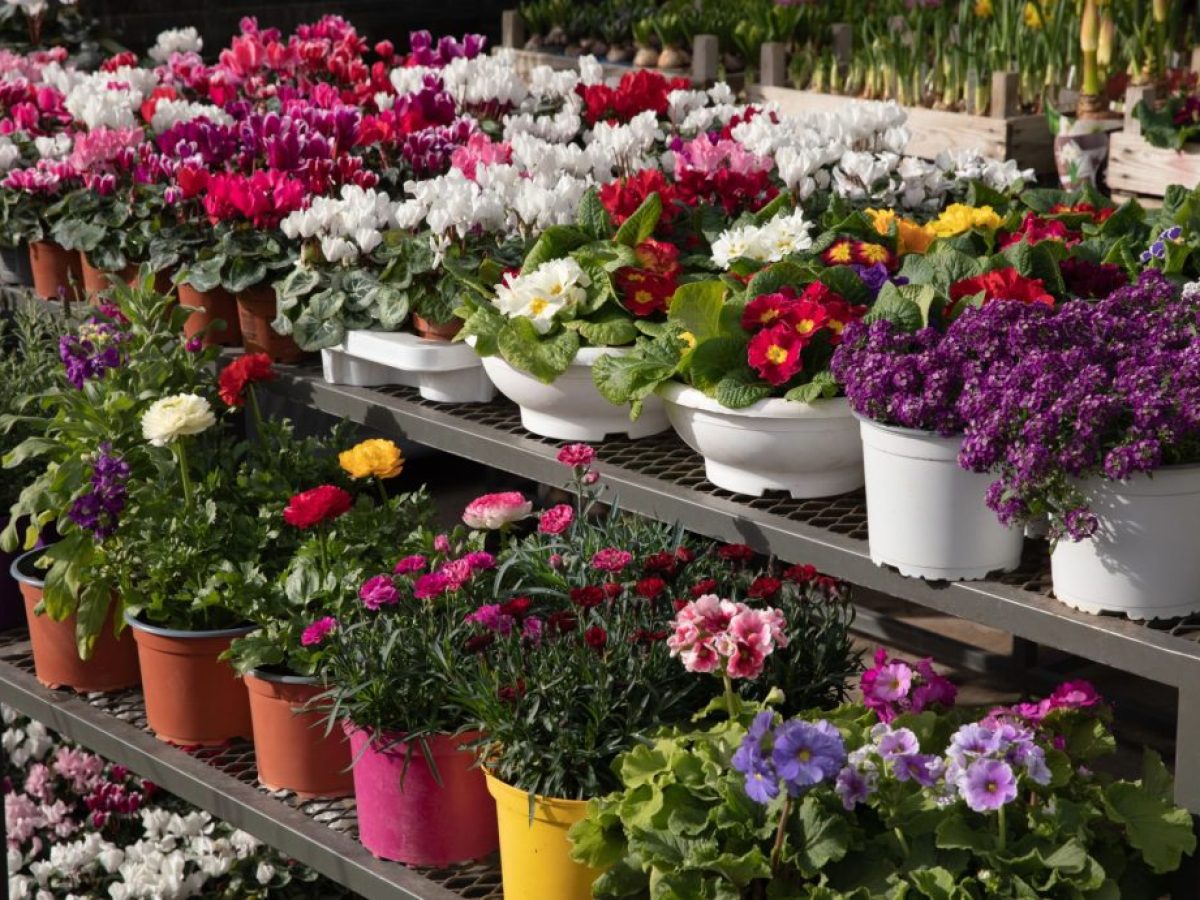 Ανθοέκθεση Δήμου Αμπελοκήπων Μενεμένης 2026