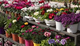 Αnthoekthesi-dimou-Αmpelokipon-menemenis-2026