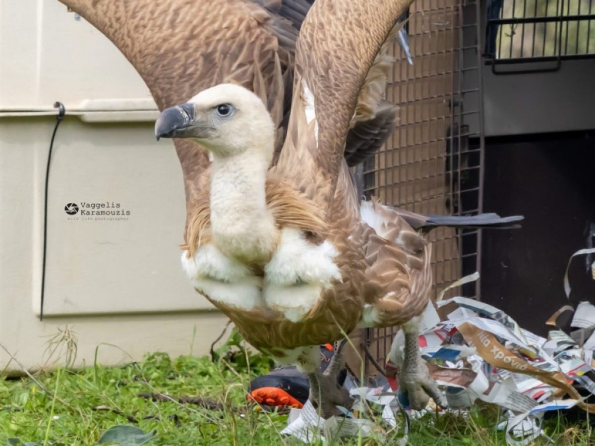 Απελευθέρωση 6 γυπών στο Φραττιανό φαράγγι 