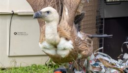 Αpeleftherosi-6-gipon-sto-frattiano