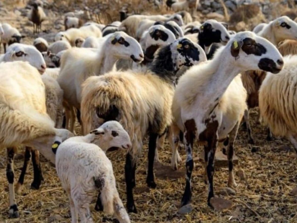 Αποζημιώσεις: Πληρωμή 8 εκατ. ευρώ σε Θεσσαλούς κτηνοτρόφους λόγω ευλογιάς