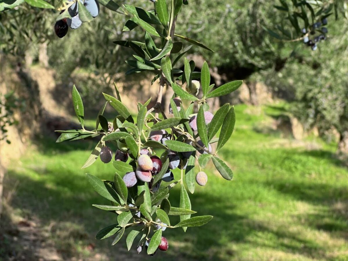 Αργά προχωράει το ελαιοκομικό μητρώο σε Πήλιο και Β. Σποράδες
