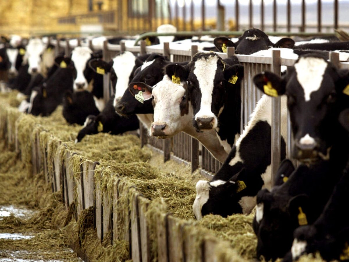 Αβεβαιότητα και πίεση στον κτηνοτροφικό κόσμο των Τρικάλων